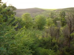 Verdure de la Forêt de Ain Abessa au Printemps
