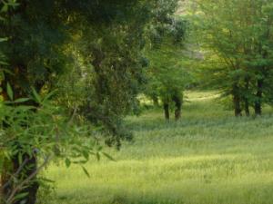 Prairies de Ain Abessa (Wilaya de Setif)
