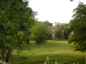 Verdure des prairies de Ain Abessa