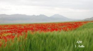 Champ de Coquelicots avoisinant un les champs de Blés à Sétif