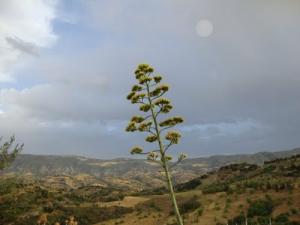 paysage aux alentours du village de Mouriana (Wilaya de Setif)
