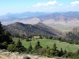 Cèdres de la forêt de Gatyan (Wilaya de Setif)