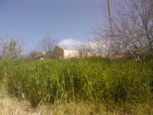 Champs agricoles aux abord de Hamma