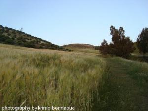 Culture du Blé sur la périphérie de Amoucha