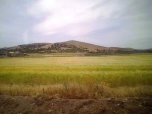 Champ agricole aux alentours de Salah Bey