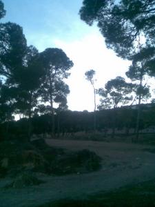 La forêt de Ain Oulmane