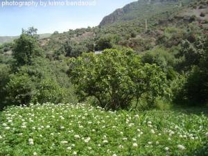 Oued el bared (verger)