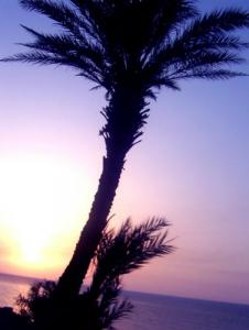 Un Palmier sur la côte Jijel