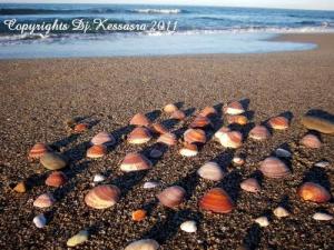 Coquillages et sable doré sur une plage de Jijel