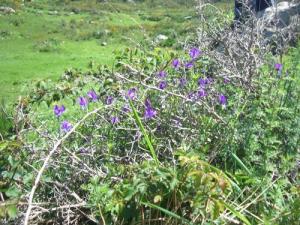 Le Printemps sur la commune de Bouraoui Belhadef