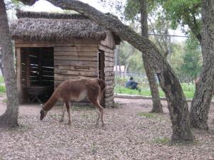 Un Lama au Parc Zoologique de Jijel