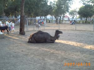 Un Dromadaire du Parc Animalier de Taza (Wilaya de Jijel)
