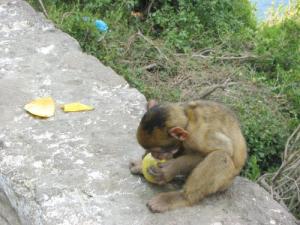 Petit Singe Magot mangeant un fruit