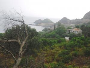 Verdure aux abords de Jijel