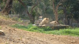 Couple de Lions au parc Zoologique de Jijel