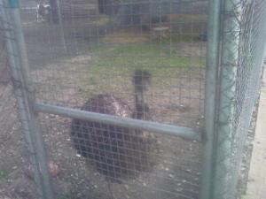 Une Autruche au Parc Zoologique de Jijel