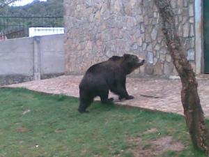 Un Ours Noir au Parc Zoologique de Jijel