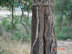 Chêne Liège au parc naturel de Jijel