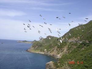 Verdure de la Corniche Jijelienne