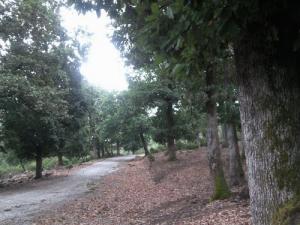 Les Hauteurs de Hamza (Wilaya de Jijel)