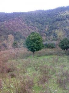 Plantation d'Orangers à Jijel