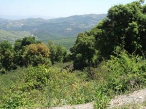 Forêt de Bouraoui Belhadef (Wilaya de Jijel)