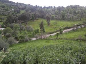 Forêt de Bouraoui Belhadef (Wilaya de Jijel)