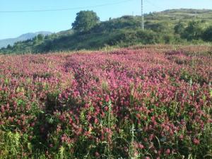 Fleurs Sauvages aux abords de la forêt Jijelienne