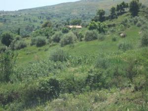 Vue sur al Forêt de Bouraoui Belhadef