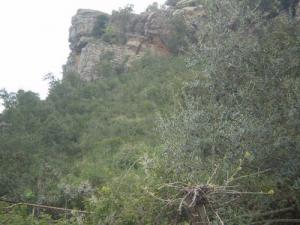 Forêt de Bouraoui Belhadef (Wilaya de Jijel)