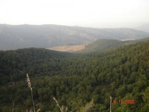 Vue générale sur la forêt de Bouraoui belhadef (Wilaya de Jijel)