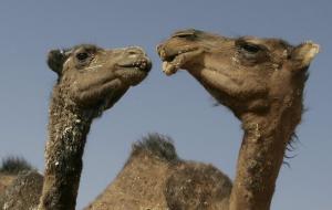 Camels are seen at Sahrawi Dakhla's refugee camp, near
