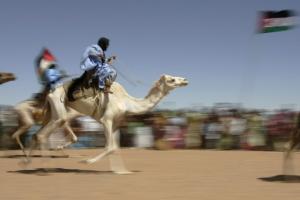 Sahrawis ride camels during a rally as part of