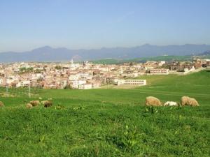 Troupeau de moutons entrain de paître aux alentours de la cité Emir Abdelkader (Wilaya de Jijel)
