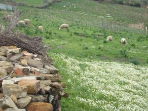 Elevage de moutons dans la périphérie de Jijel