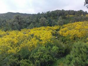 Verdure et floraison de printemps das la forêt de Bouraoui Belhadef