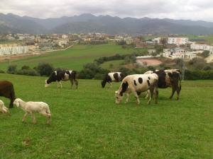 Elevage Bovin dans la périphérie de Jijel