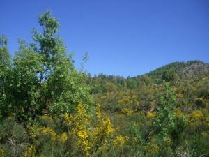 Printemps sur la Forêt d'Ouled Askeur (Wilaya de Jijel)
