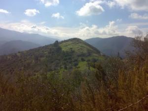 Verdure de la forêt à Bouraoui Belhadef
