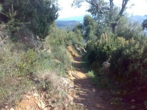 Un sentier forestier à Bouraoui Belhadef