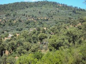 FORET DE BOURAOUI BELHADEF