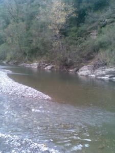 Une Rivière traversant la forêt Jijelienne