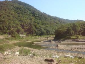 Verdure de la forêt Jijelienne