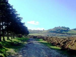 Champ des oiseaux , Jijel