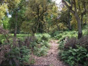 Forêt de Bouraoui Belhadef (Wilaya de Jijel)