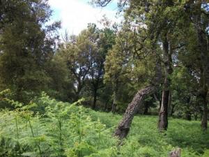 Forêt de Bouraoui Belhadef (Wilaya de Jijel)