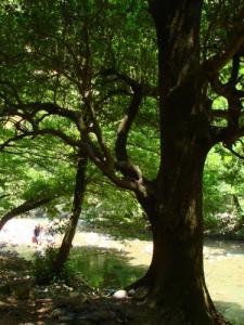 Oued Dar El Oued (Ziama Mansouria)