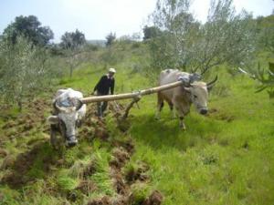حرث الأراضي على الطريقة التقليدية بضواحي المروج