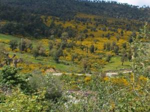 Verdure et floraison de printemps dans la forêt de Bouraoui Belhadef