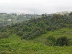 Le printemps arrive sur la forêt de Bouraoui Belhadef